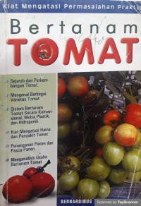 Bertanam tomat
