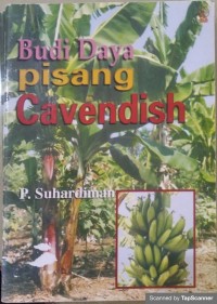 Budidaya pisang cavendish